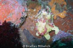 This frog fish was shot off malapacua in the philippines. by Bradley Mihelich 